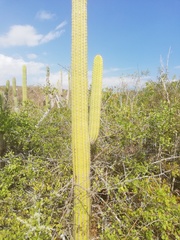 Cephalocereus nudus