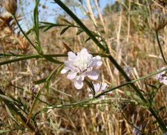 Cephalaria transsylvanica