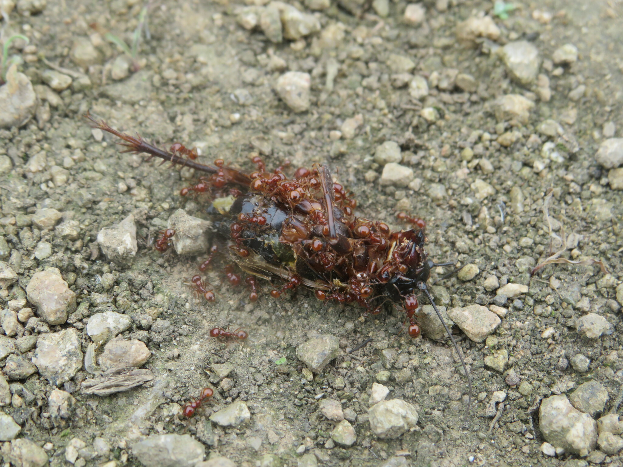 Solenopsis bruesi