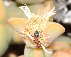 Crematogaster melanogaster