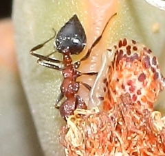 Crematogaster melanogaster