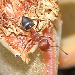 Crematogaster melanogaster