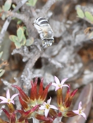Adromischus triflorus