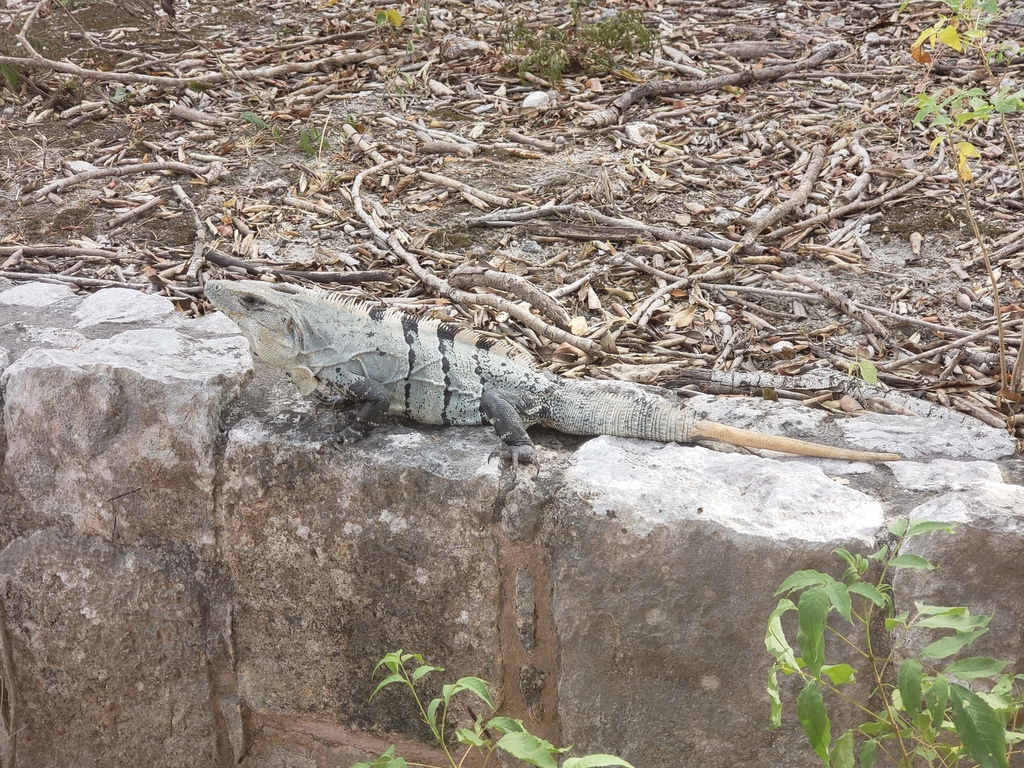 Black Spiny-tailed Iguana from Chichén Itzá, Yucatan, Mexico on March ...