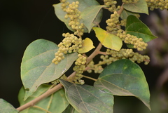 Mallotus repandus