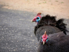 Numida meleagris mitratus