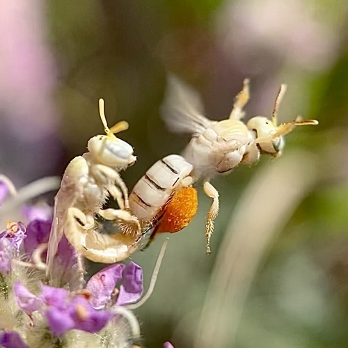 All-pale Perdita photographed in Minnesota
