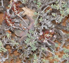 Adromischus triflorus