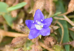 Hydrolea zeylanica