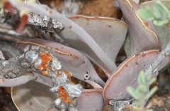 Adromischus triflorus