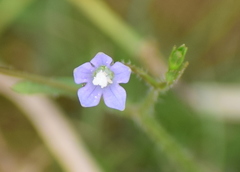 Wahlenbergia marginata