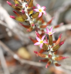 Adromischus triflorus