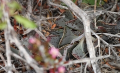 Adromischus triflorus