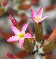 Adromischus triflorus