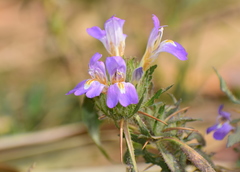 Hygrophila