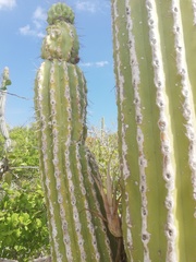 Cephalocereus nudus
