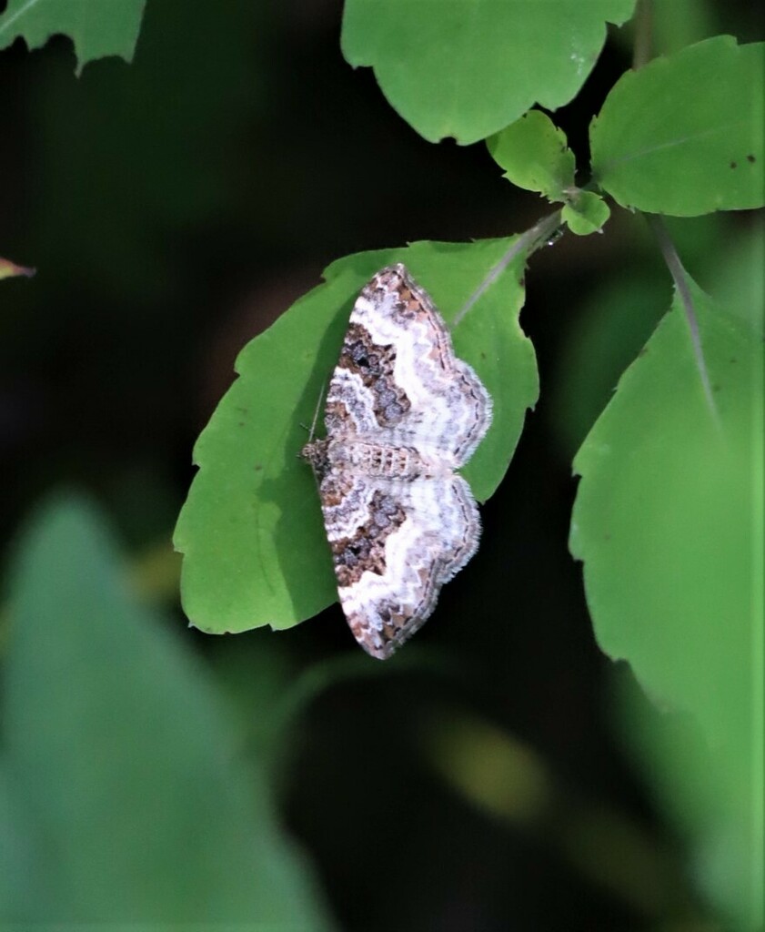 Common Carpet Moth From Belleville ON Canada On August 3 2023 At 03   Large 