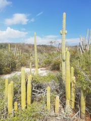 Cephalocereus nudus