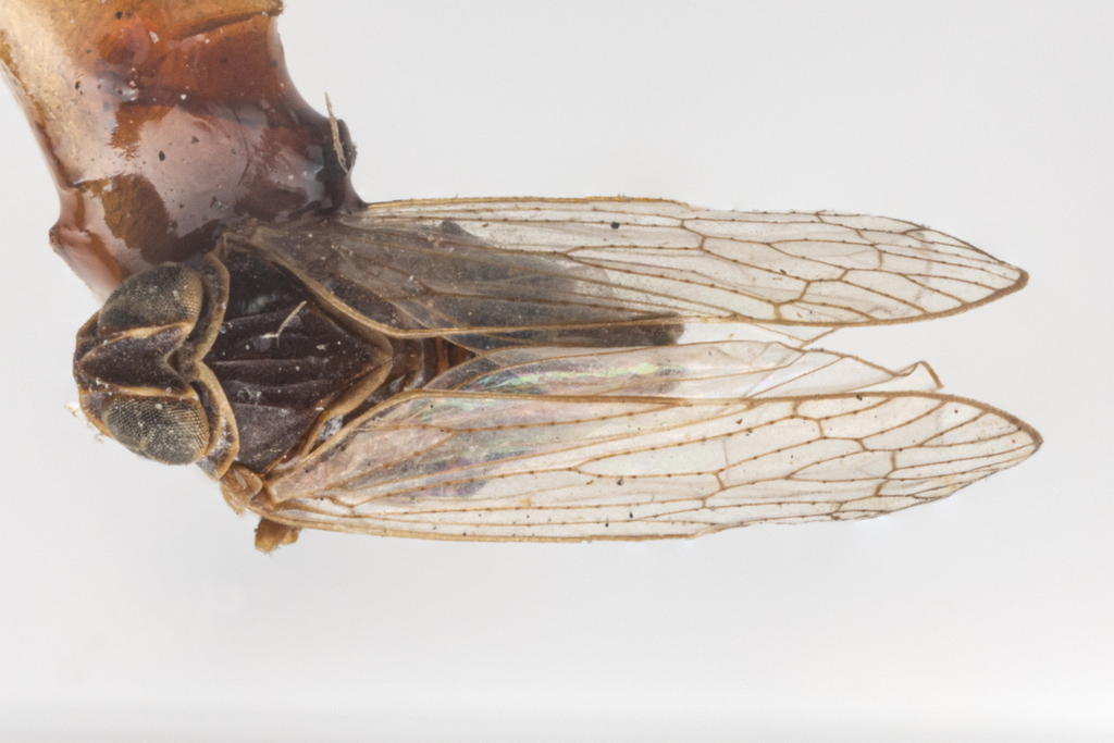 Melanoliarus complectus
