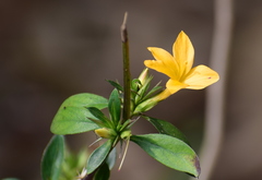 Barleria prionitis