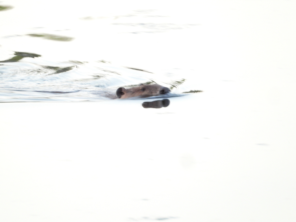 American Beaver from Cascade, Anderson, CA, USA on August 3, 2023 at 08 ...