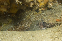 Batrachomoeus dubius