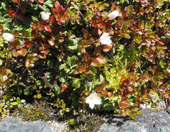 Epilobium macropus