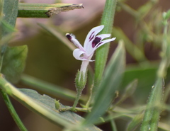 Andrographis paniculata