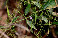 Andrographis paniculata