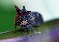 Acanthuchus trispinifer