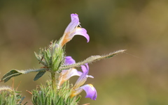 Hygrophila