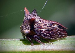 Acanthuchus trispinifer