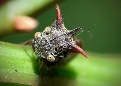 Acanthuchus trispinifer