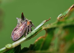 Acanthuchus trispinifer