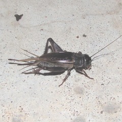Gryllus texensis