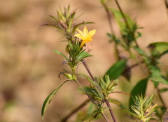 Barleria prionitis