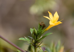 Barleria prionitis