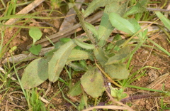Wahlenbergia marginata