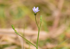 Wahlenbergia marginata