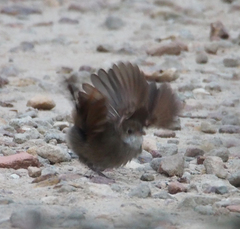 Dasyornis brachypterus