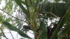 Calanthe triplicata