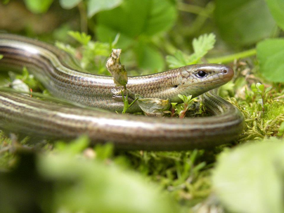 Italian Three-Toed Skink