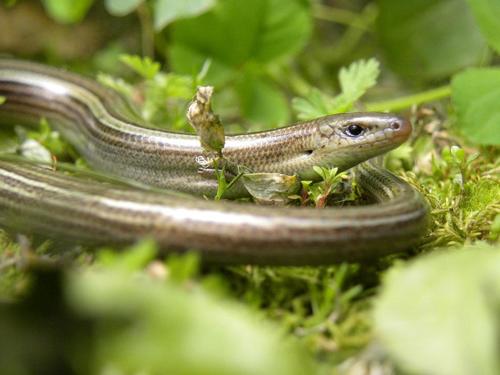 Luscengola comune