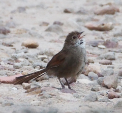 Dasyornis brachypterus