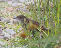 Dasyornis brachypterus