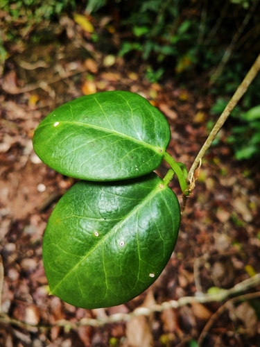 Hoya australis