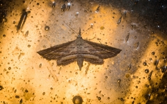 Stenopaltis lithina