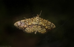 Haritalodes obliqualis