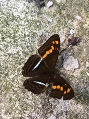 Adelpha olynthia