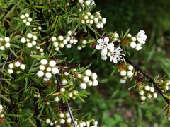 Kunzea ericoides